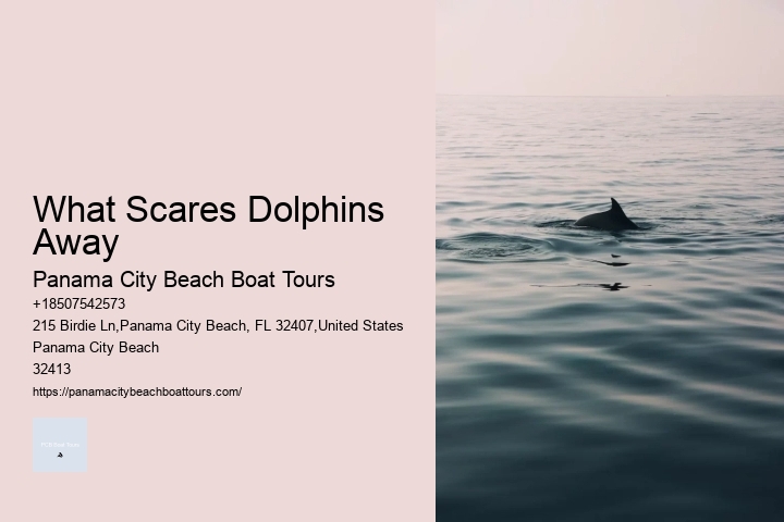 How Much Does It Cost To Swim With Dolphins In Panama City Beach