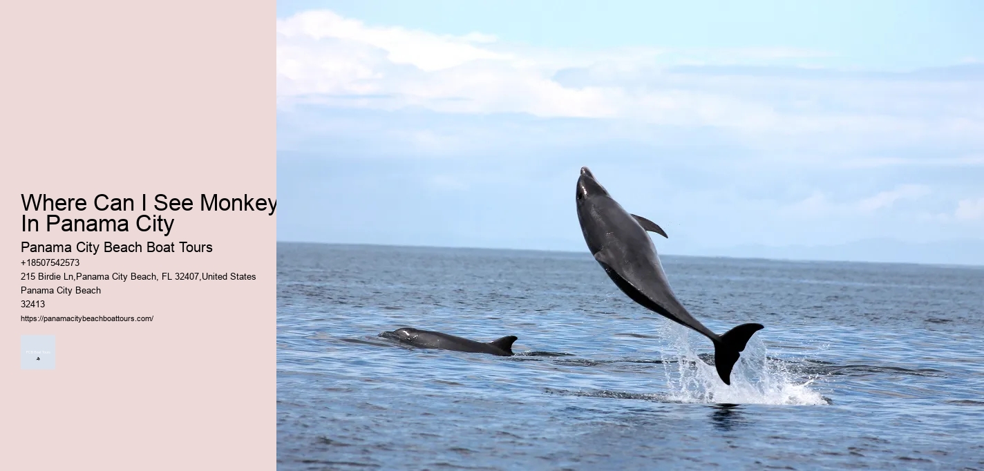 Where Can I See Monkeys In Panama City